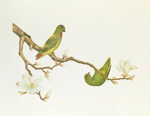 Blåkronet parakit, hængende på en magnolia-gren, Ch